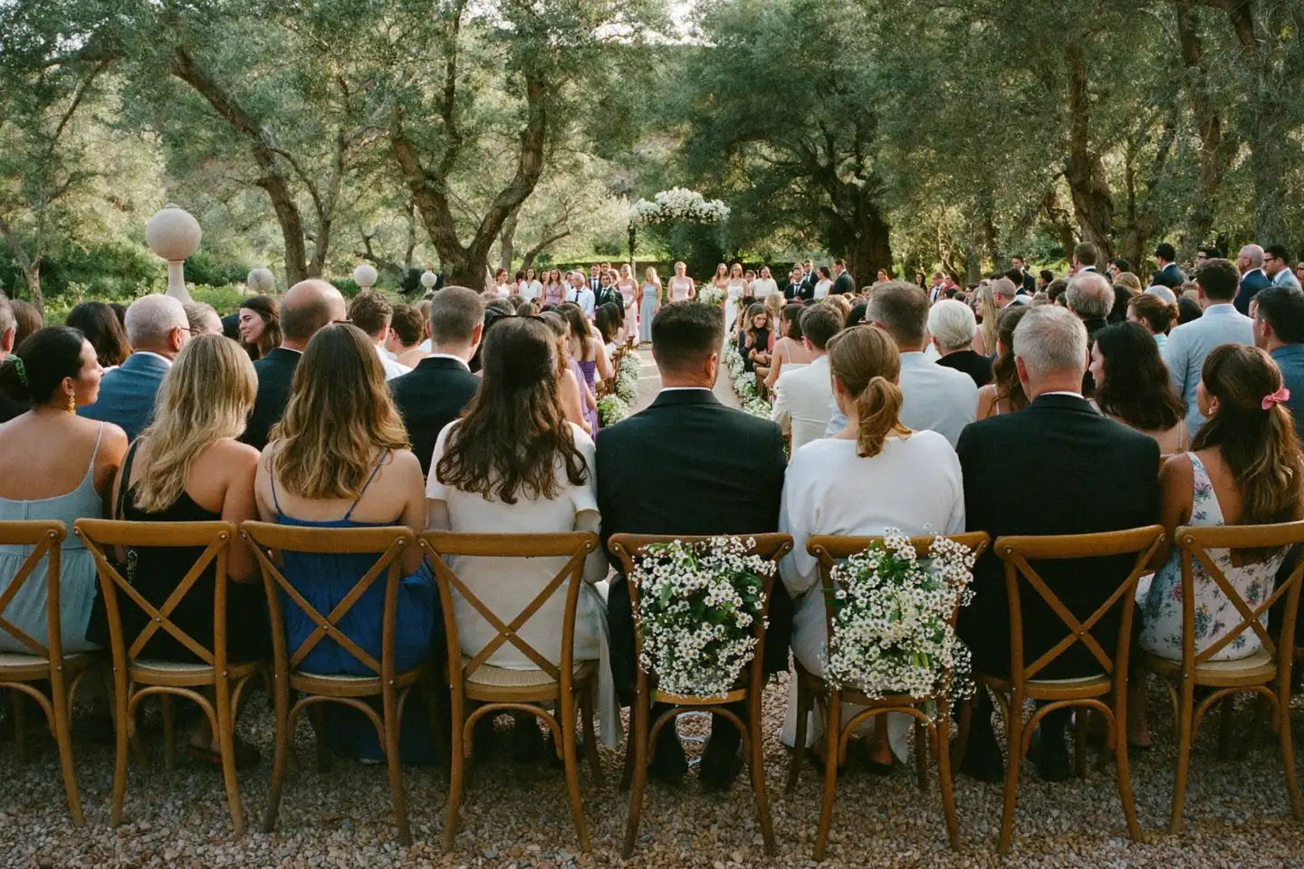 Sillas de ceremonia entre olivos antes de la boda